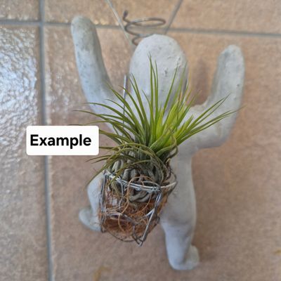 Cement climbing man with Tillandsia basket on back.