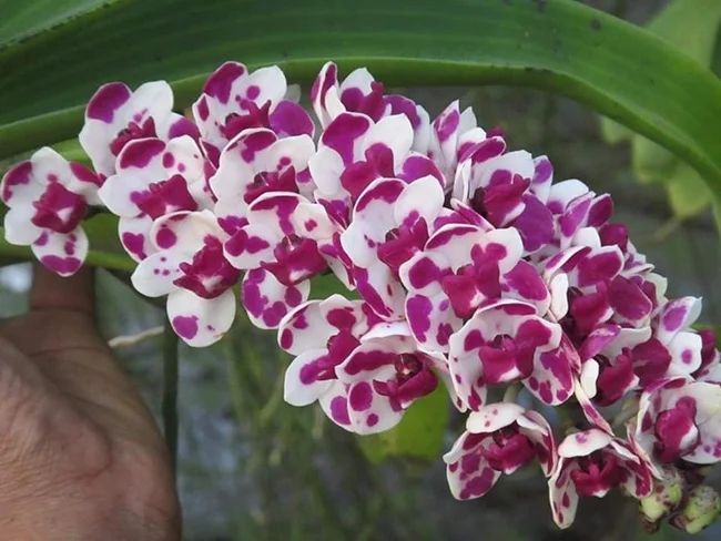 Rhyncostylis gigantic 'spots' Rhyncostylis gigantic 'spots'