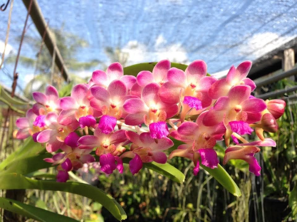 Rhyncostylis sunshine padriew Rhyncostylis sunshine padriew