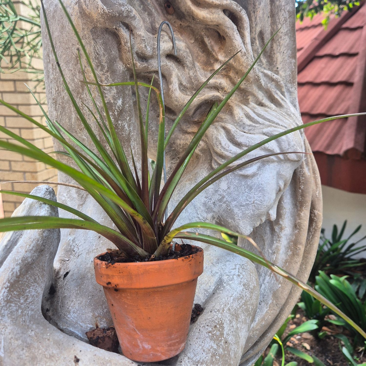 Tillandsia cyanea Mini in Pottery pot