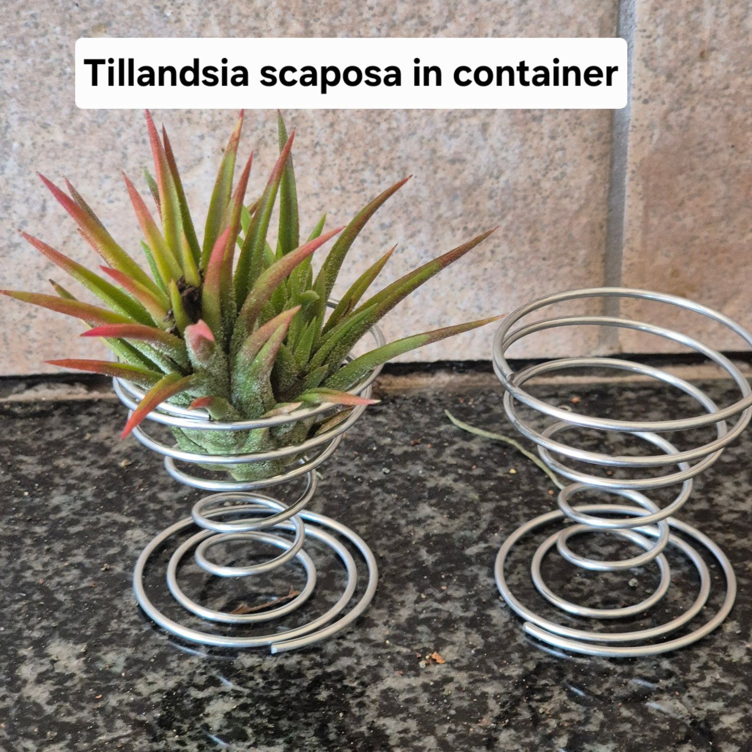 Tillandsia egg wire containers Tillandsia egg wire containers