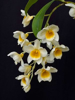 Dendrobium Kruger Lemon Drop Dendrobium Kruger Lemon Drop