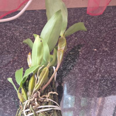 Dendrobium Kruger Lemon Drop