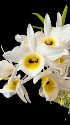 Dendrobium bensonaie