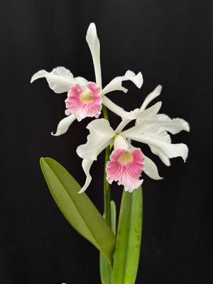 Cattleya Purperata carnea 'Mt Formosa x sentinel' Cattleya Purperata carnea 'Mt Formosa x sentinel'
