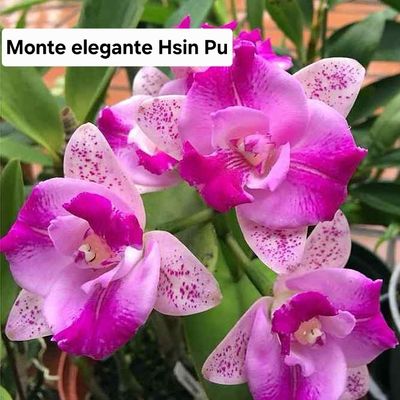 Cattleya Elegante Hsing Pu Cattleya Elegante Hsing Pu
