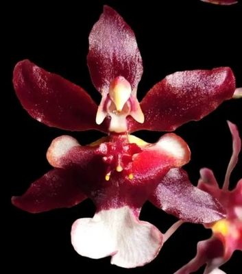Oncidium Jairak fragrance "Bordeaux "