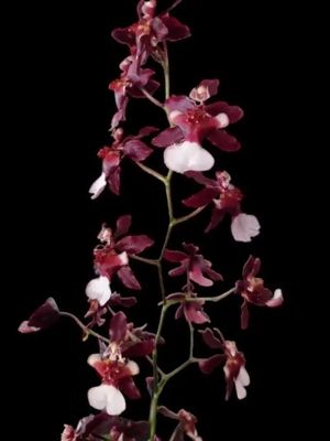 Oncidium Jairak fragrance "Bordeaux " Oncidium Jairak fragrance "Bordeaux "