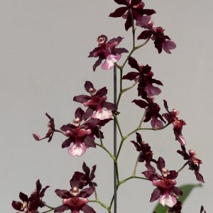 Oncidium Jairak fragrance "Bordeaux "