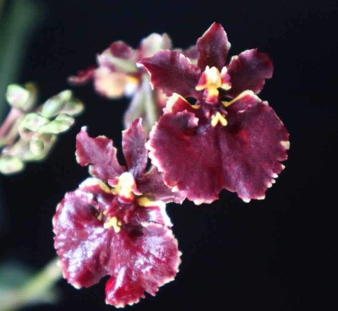 Tolumnia Jairak Firm "crimson"