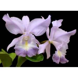 Cattleya sea breeze