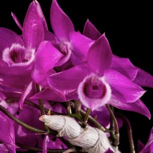 Dendrobium Parishii 'compact' Dendrobium Parishii 'compact'