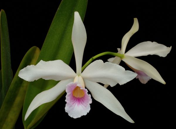 Cattleya Purperata h.f.russeliana