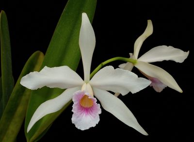 Cattleya Purperata h.f.russeliana Cattleya Purperata h.f.russeliana