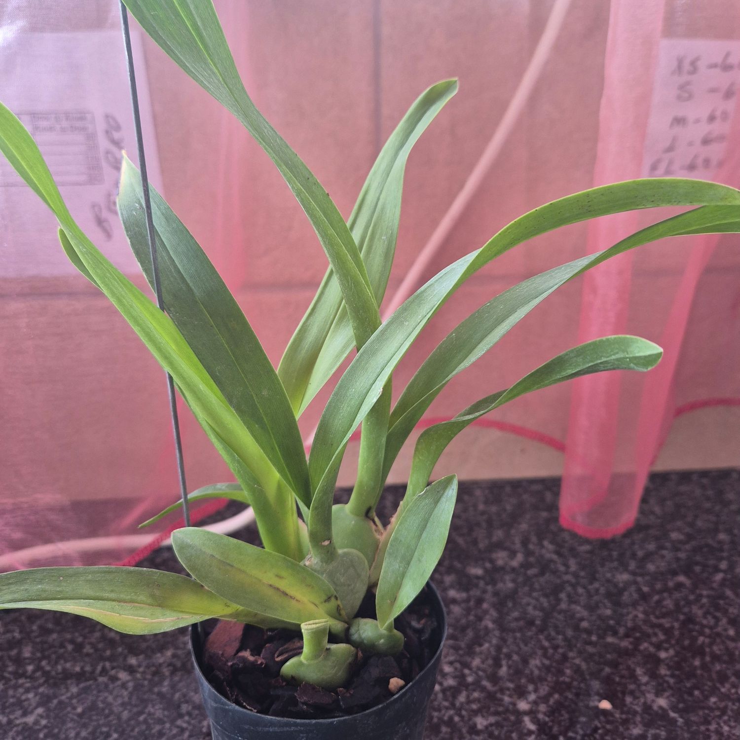 Oncidium Tariflor Lady Oncidium Tariflor Lady