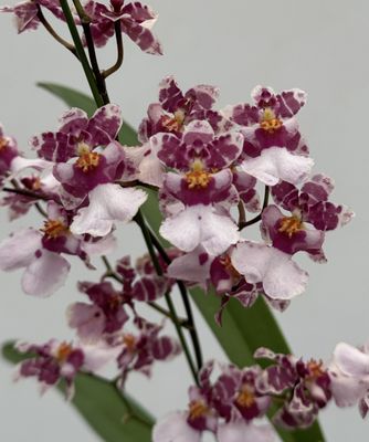 Oncidium Tariflor Lady