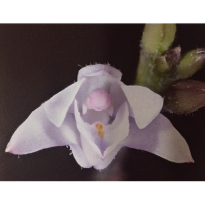 Polystachea zuluensis Polystachea zuluensis