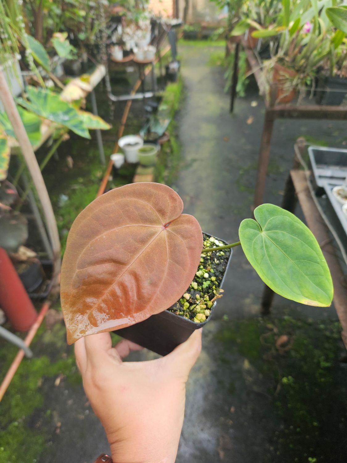 Anthurium Red Vein Dark Phoenix