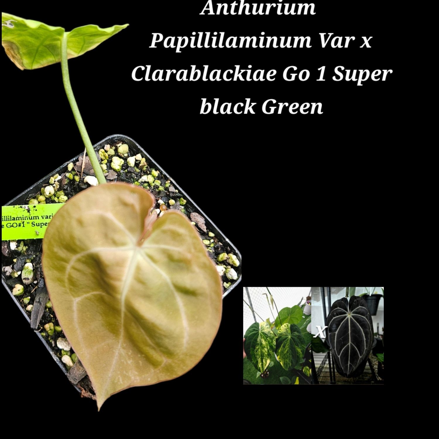 Anthurium Papillilaminum Variegated x Clarablackiae Go1 Super Black Green