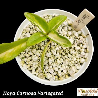Hoya Carnosa Variegated small Hoya Carnosa Variegated small
