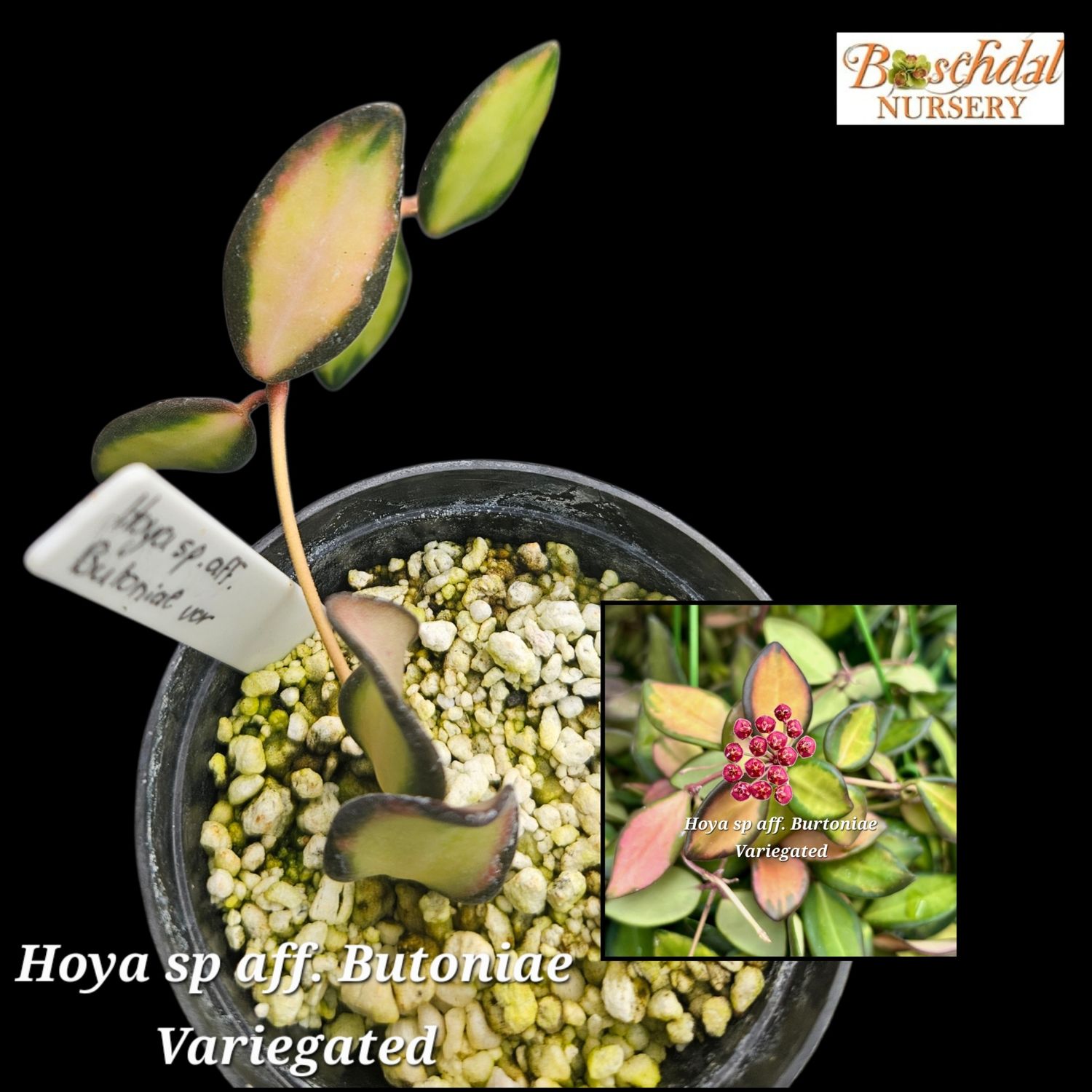 Hoya sp. Aff. Butoniae Variegated small