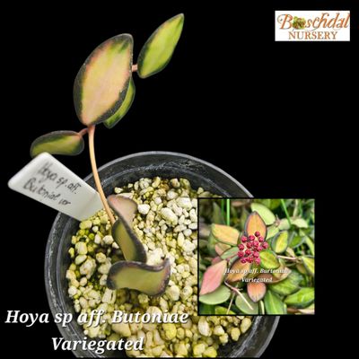 Hoya sp. Aff. Butoniae Variegated small Hoya sp. Aff. Butoniae Variegated small