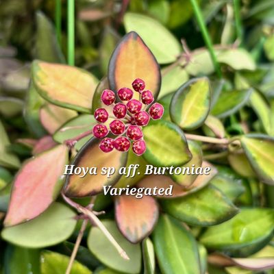 Hoya sp. Aff. Butoniae Variegated small