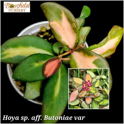 Hoya sp. Aff. Butoniae Variegated small