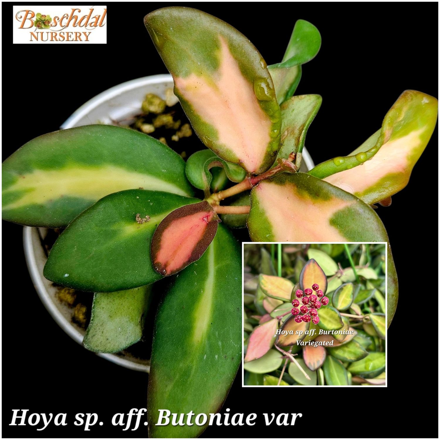 Hoya sp. Aff. Butoniae Variegated small