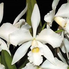 Cattleya purperata "alba" Cattleya purperata "alba"