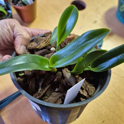Cattleya purperata "alba"