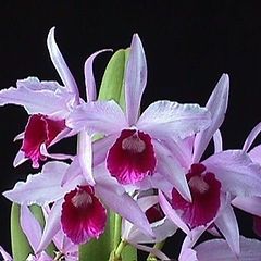 Cattleya Pulcherrima "beach valley girl" Cattleya Pulcherrima "beach valley girl"