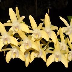 Dendrobium Kingianum yellow