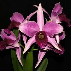 Cattleya Purperata venosa "spitskop" x Cattleya Pulcherrima " beach valley" Cattleya Purperata venosa "spitskop" x Cattleya Pulcherrima " beach valley"