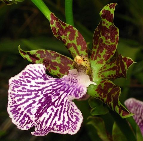 Zygopetalium Intermedia