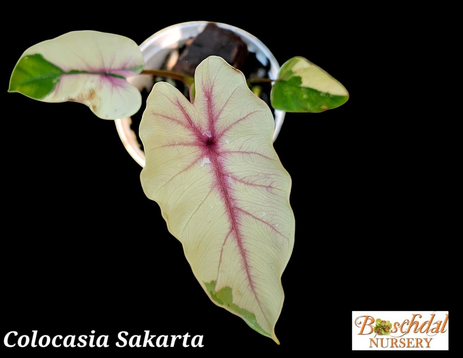 Colocasia Sakarta