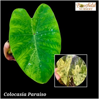 Colocasia Paraiso