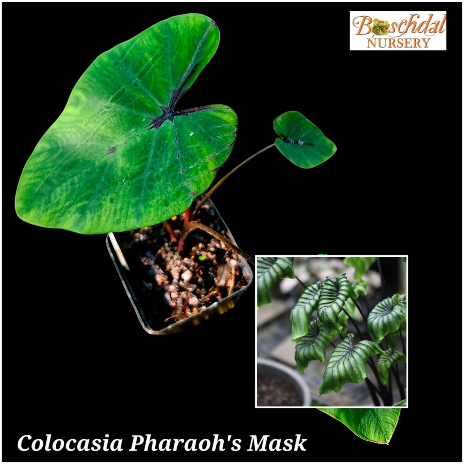 Colocasia Pharaoh's Mask Colocasia Pharaoh's Mask