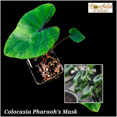 Colocasia Pharaoh's Mask Colocasia Pharaoh's Mask