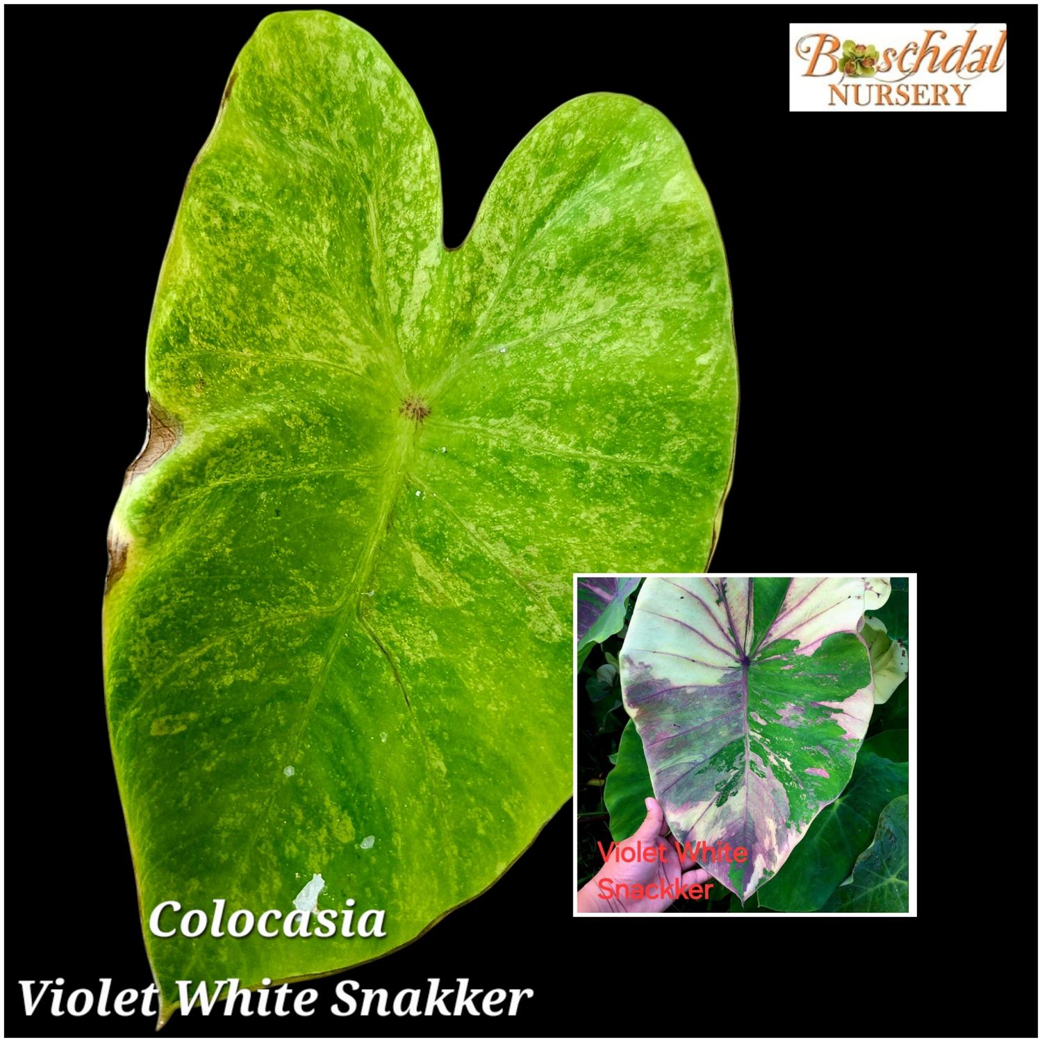 Colocasia Violet White Snakker