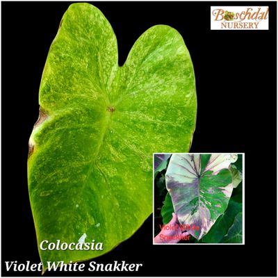 Colocasia Violet White Snakker Colocasia Violet White Snakker