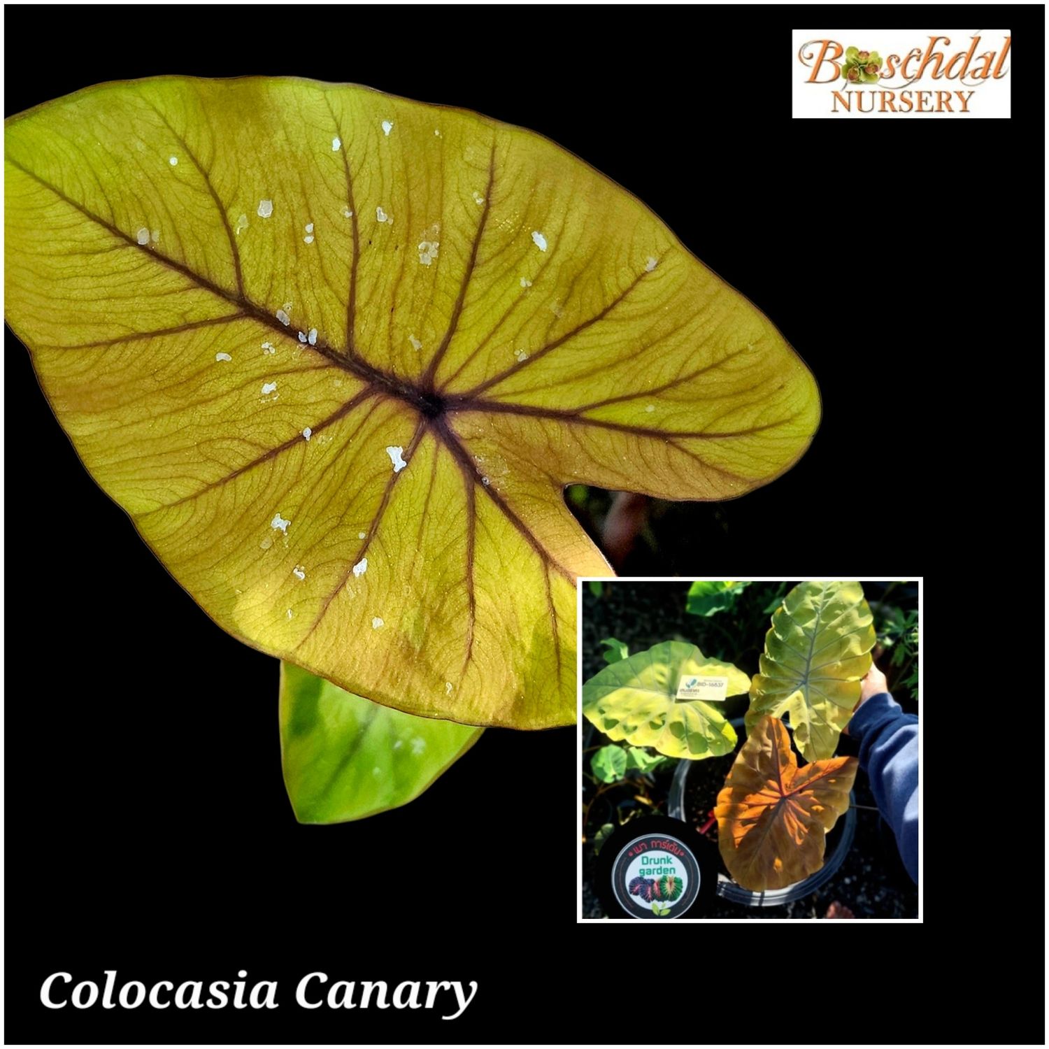 Colocasia Canary