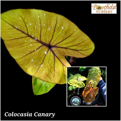 Colocasia Canary Colocasia Canary