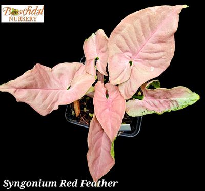 Syngonium Red Feather Syngonium Red Feather