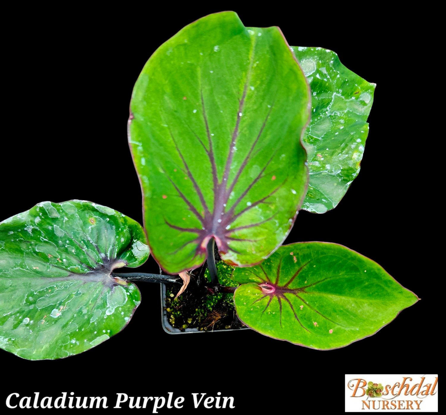 Caladium Purple Vein