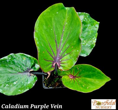 Caladium Purple Vein