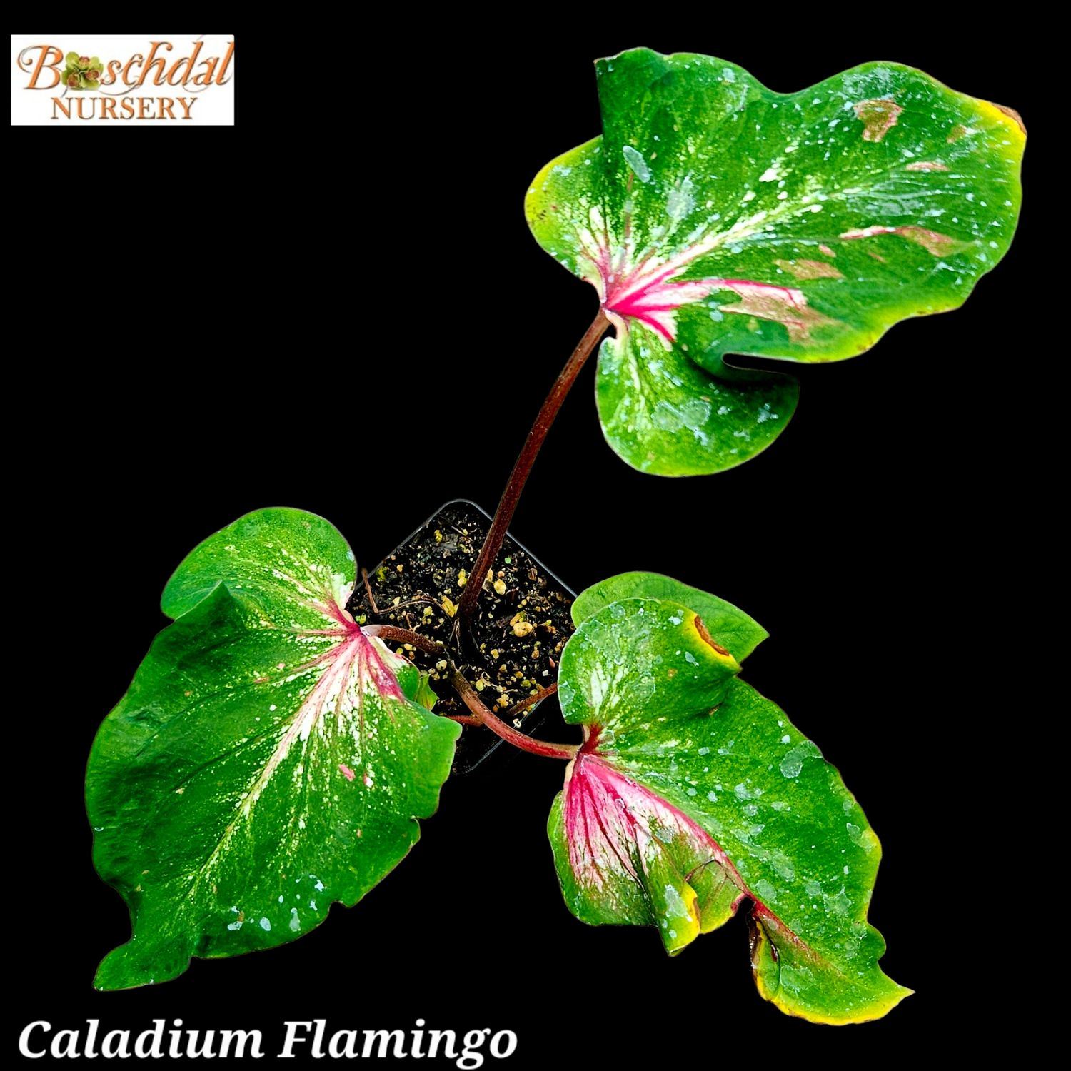 Caladium Flamingo