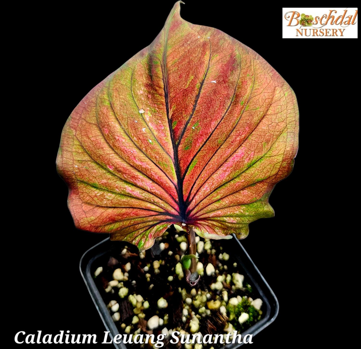 Caladium Leung Sunantha