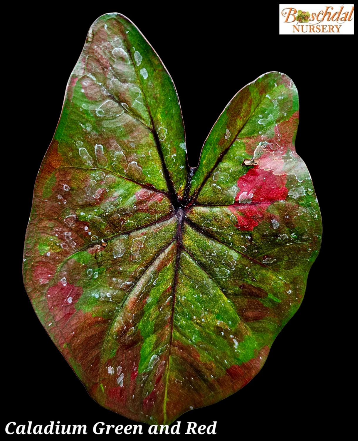 Caldium Green and Red