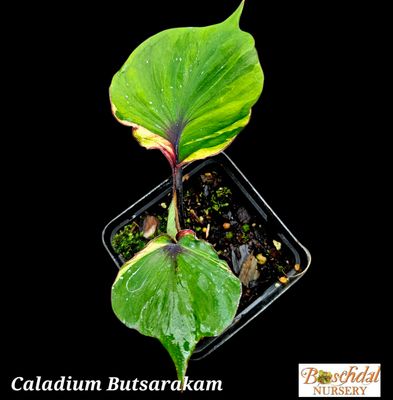 Caladium Butsarakam